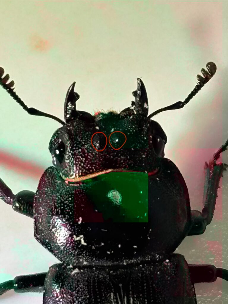 アマミコクワの頭部