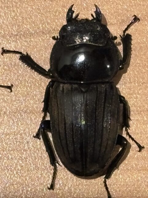 アマミヒラタ♀