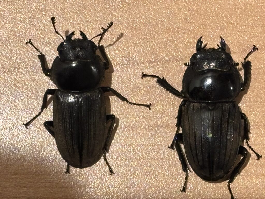 アマミコクワ♀とアマミヒラタ♀