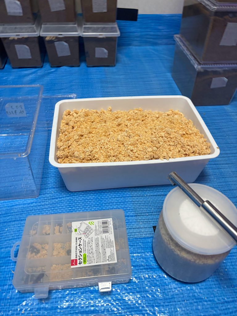 産卵セットの準備