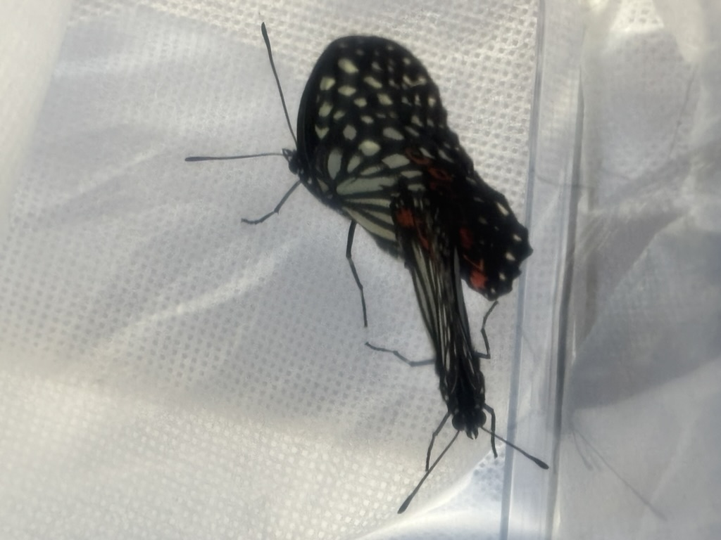 アカボシゴマダラ交尾