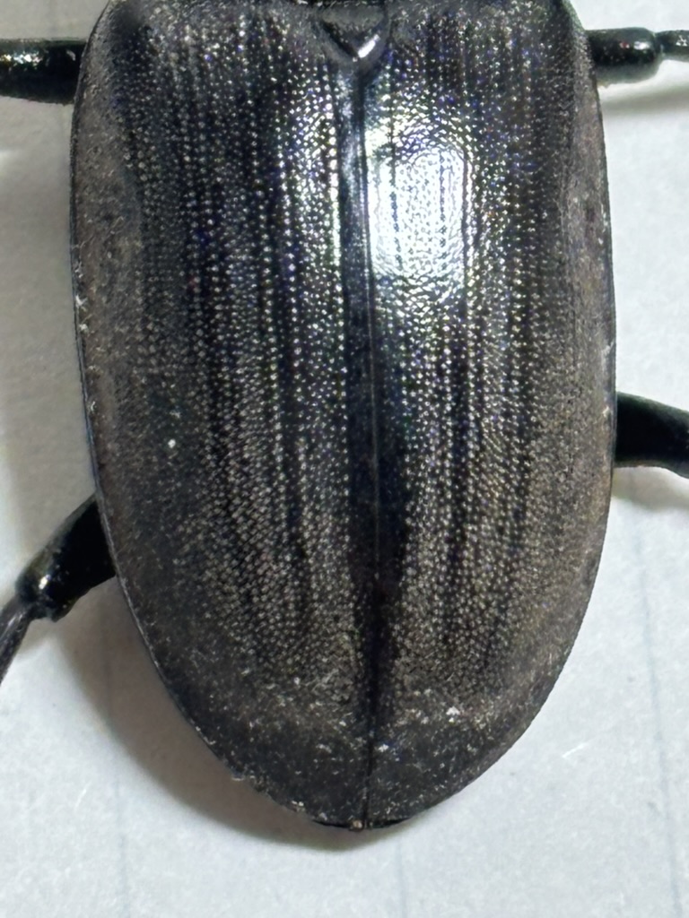 アマミコクワ♀