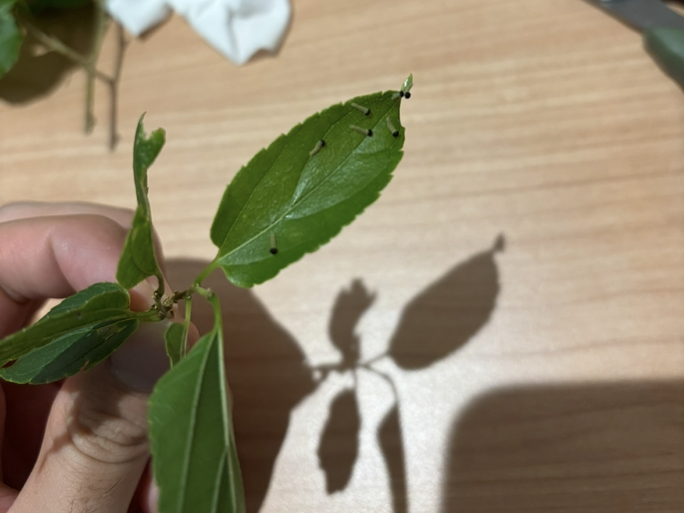 孵ってしまった初齢