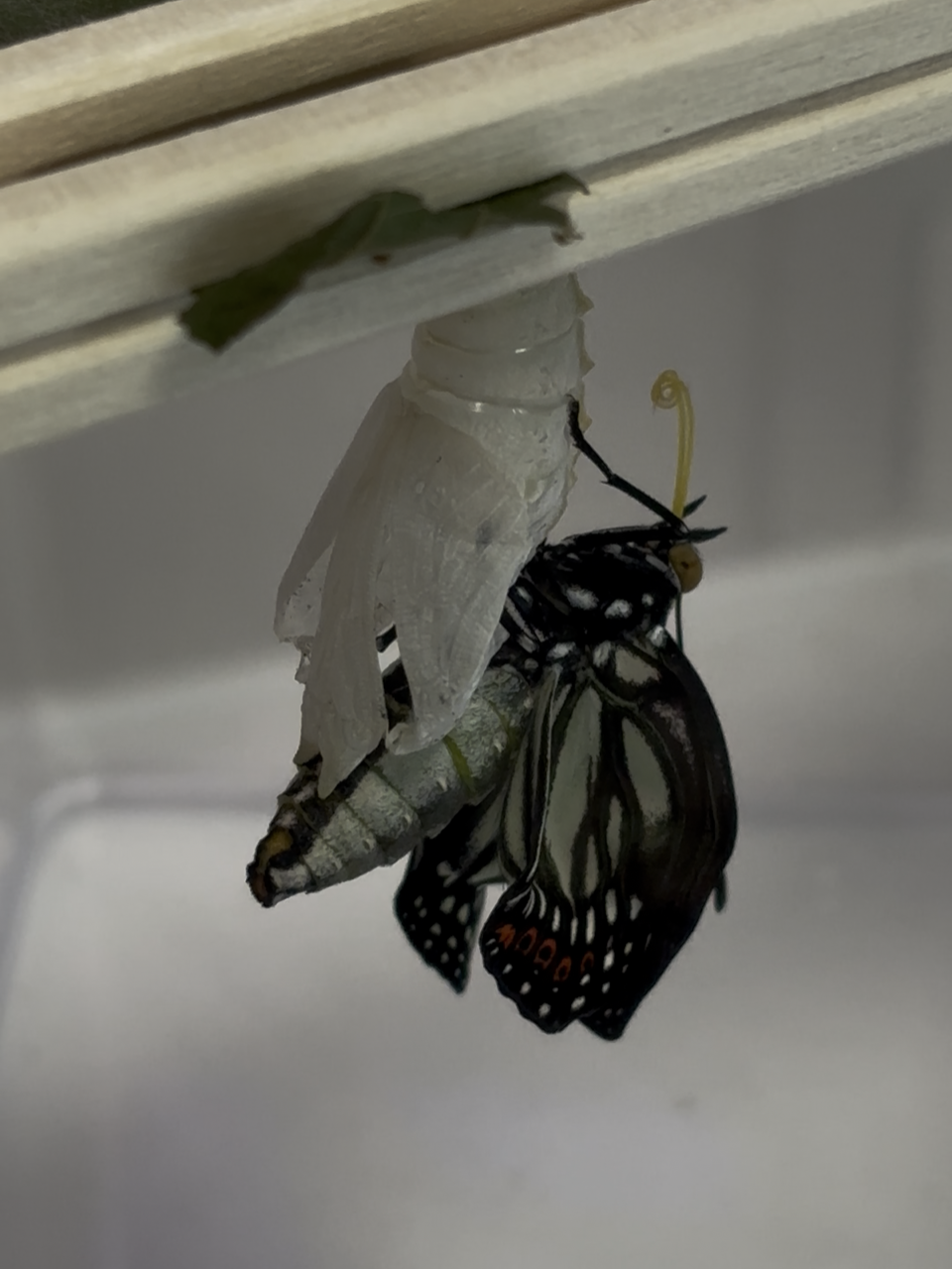 羽化　♀っぽい