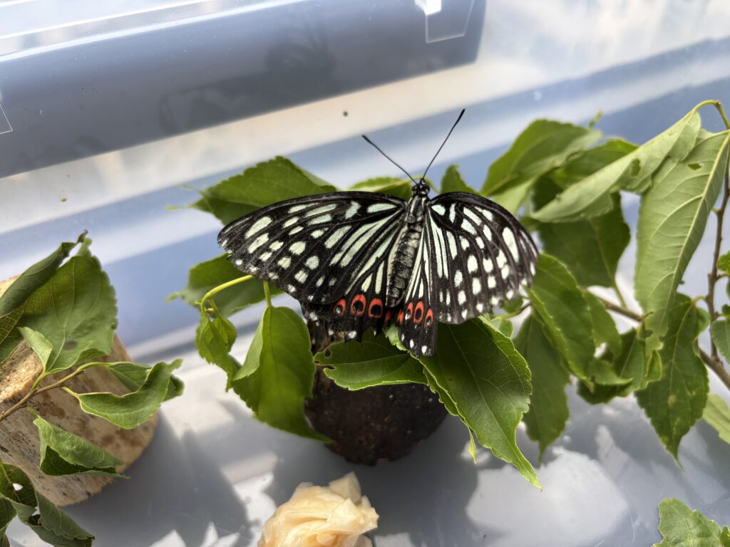 アカボシゴマダラ　採卵