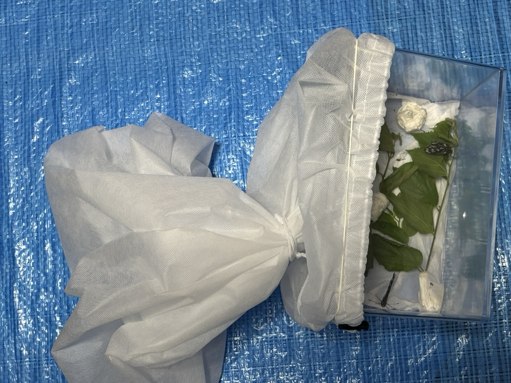 アカボシゴマダラ産卵セット