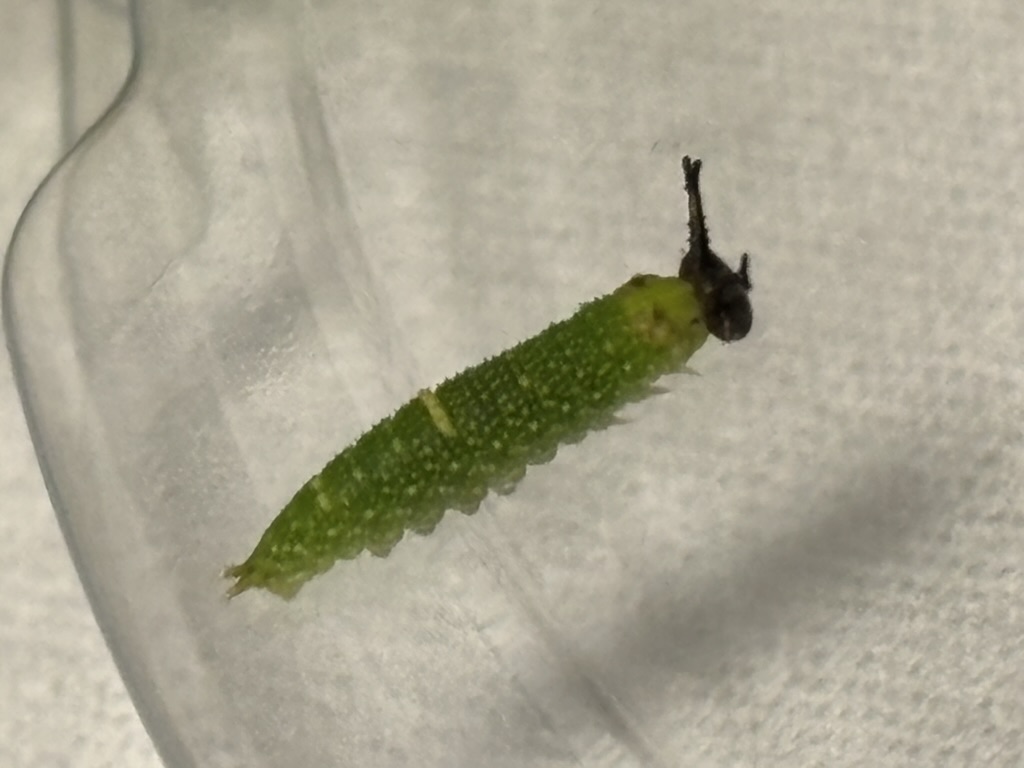 2齢　脱皮直前
