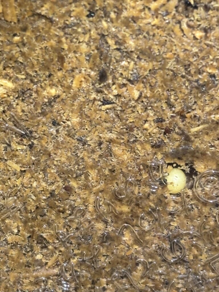 アマミノコギリ産卵確認