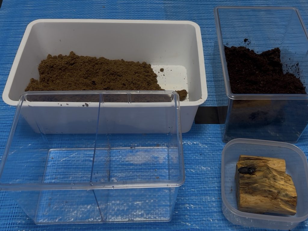 アマミヒラタ産卵セットの準備