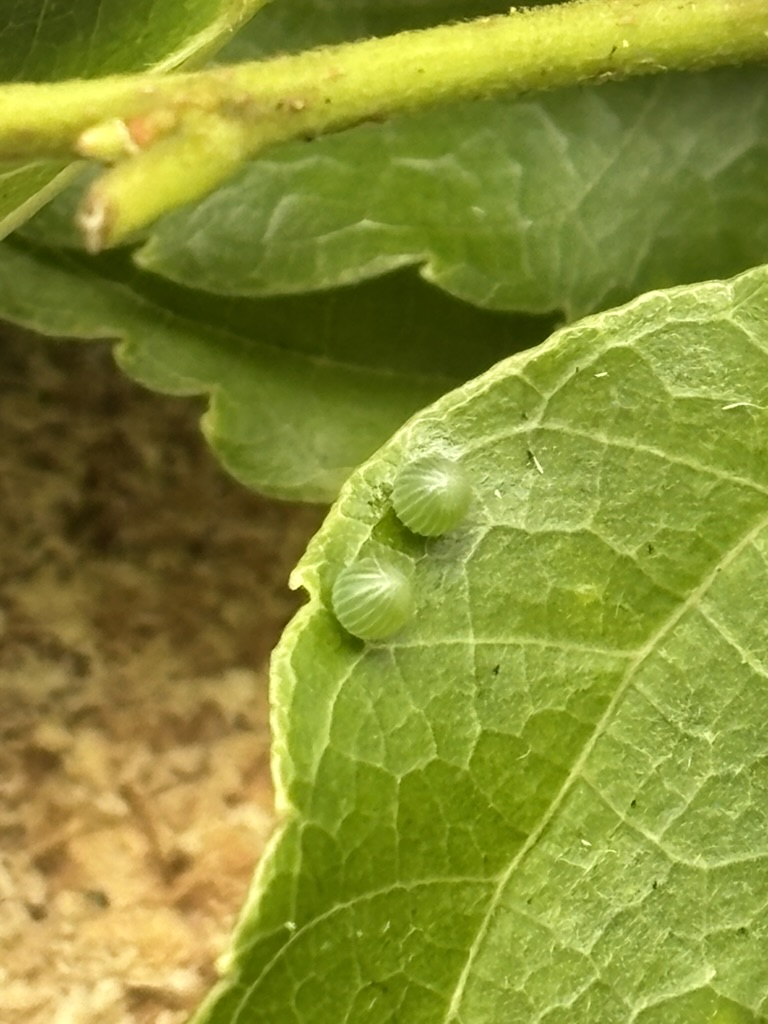アカボシゴマダラ　卵