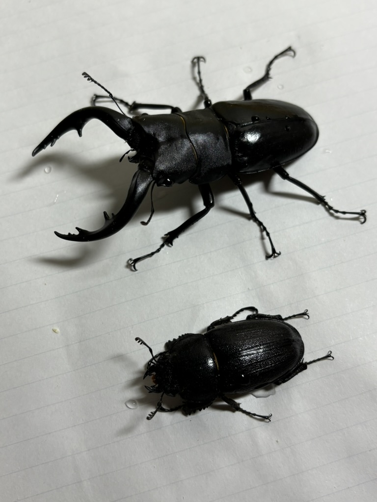 筆者採集のアマミノコギリ