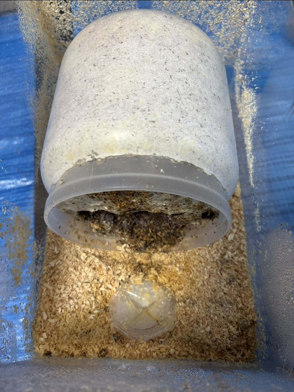 産卵してるか微妙な菌糸ボトル