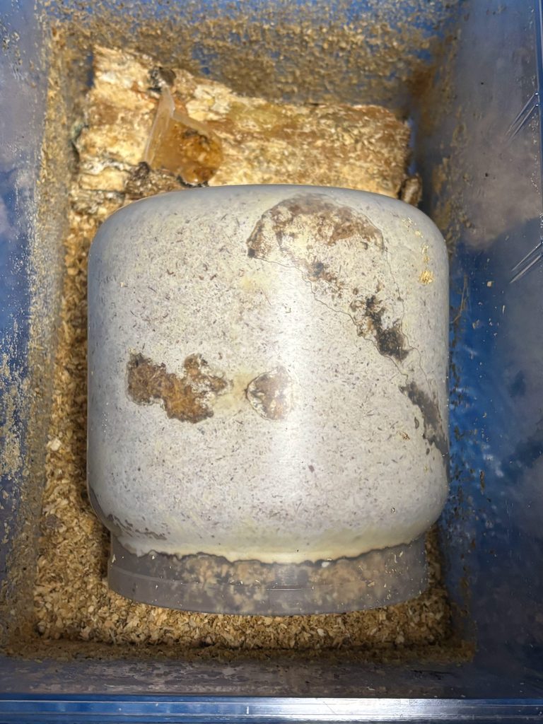 アマミコクワを取り出すためのセット