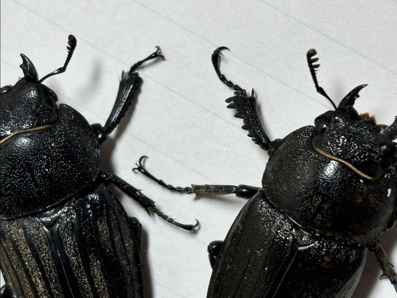 スジブトヒラタとアマミノコギリ