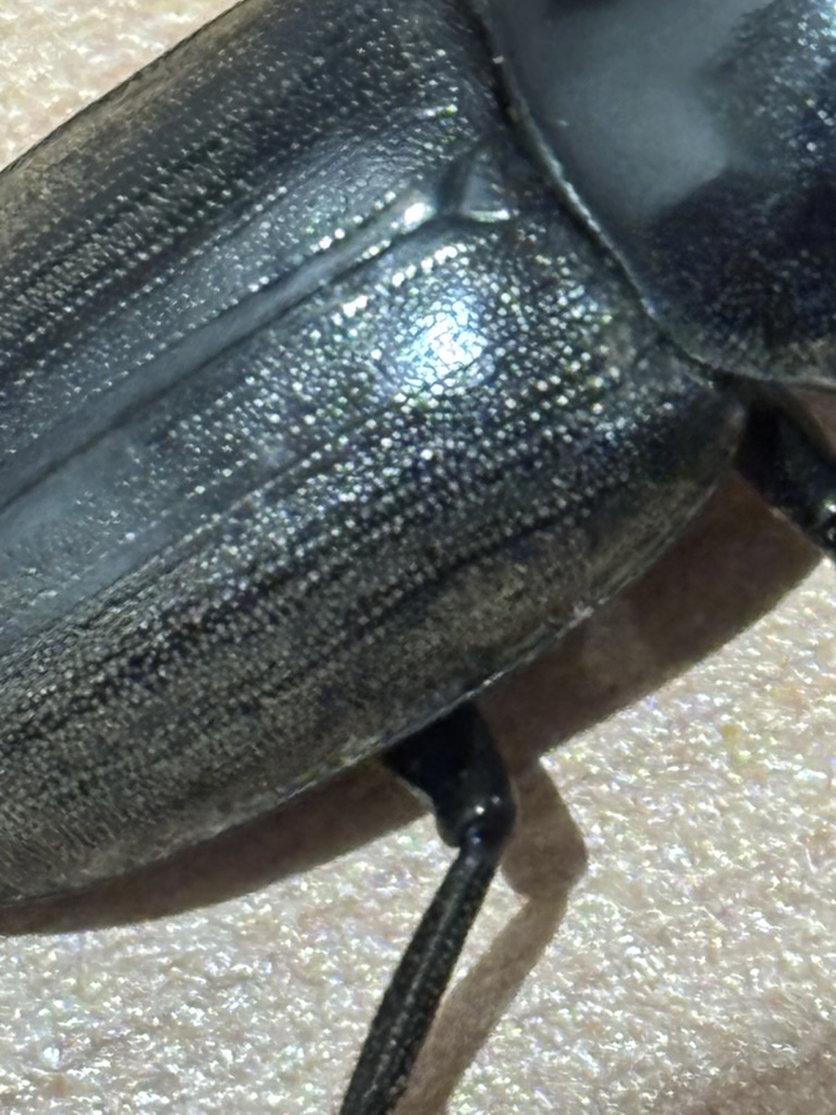 アマミコクワの背中