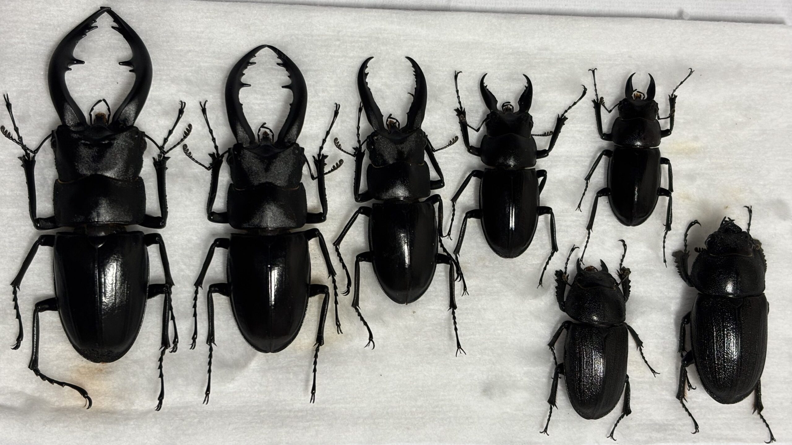 アマミノコギリクワガタ　標本