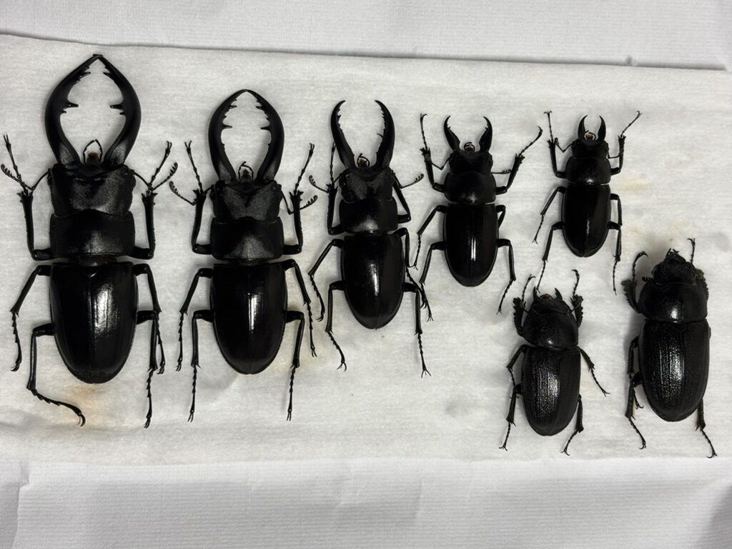 アマミノコギリ♀36.5mm