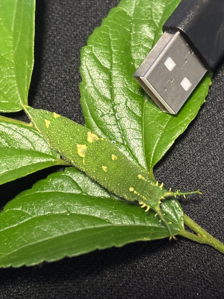 終齢　4cm