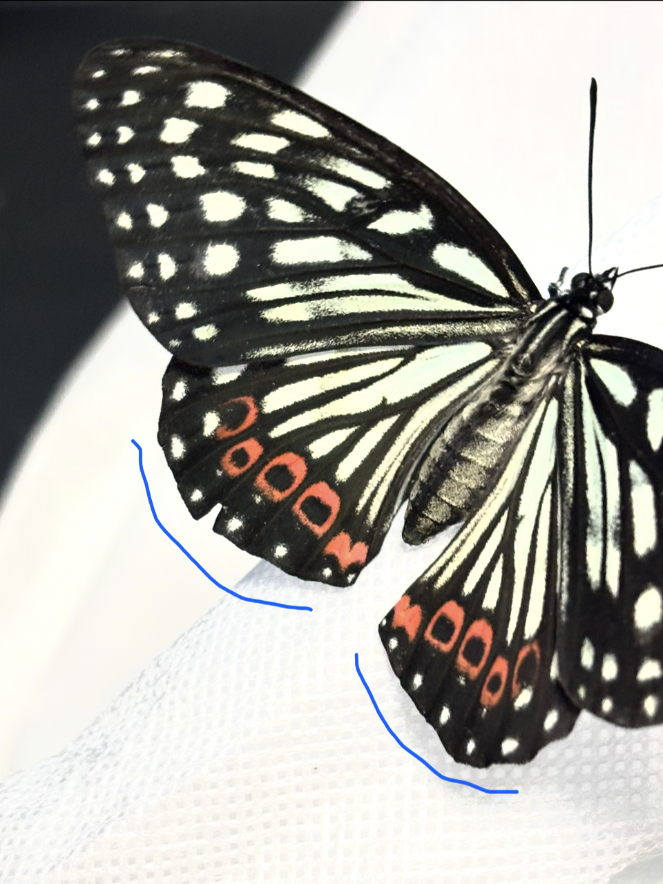 ♀の開翅