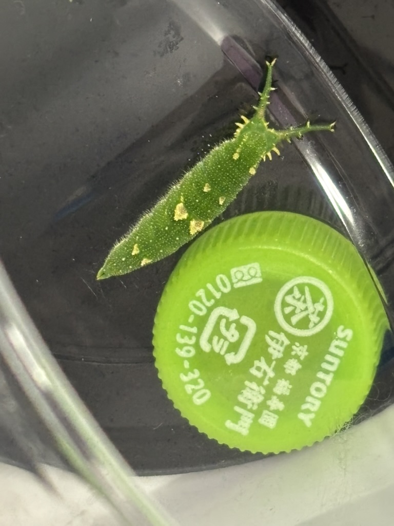 終齢