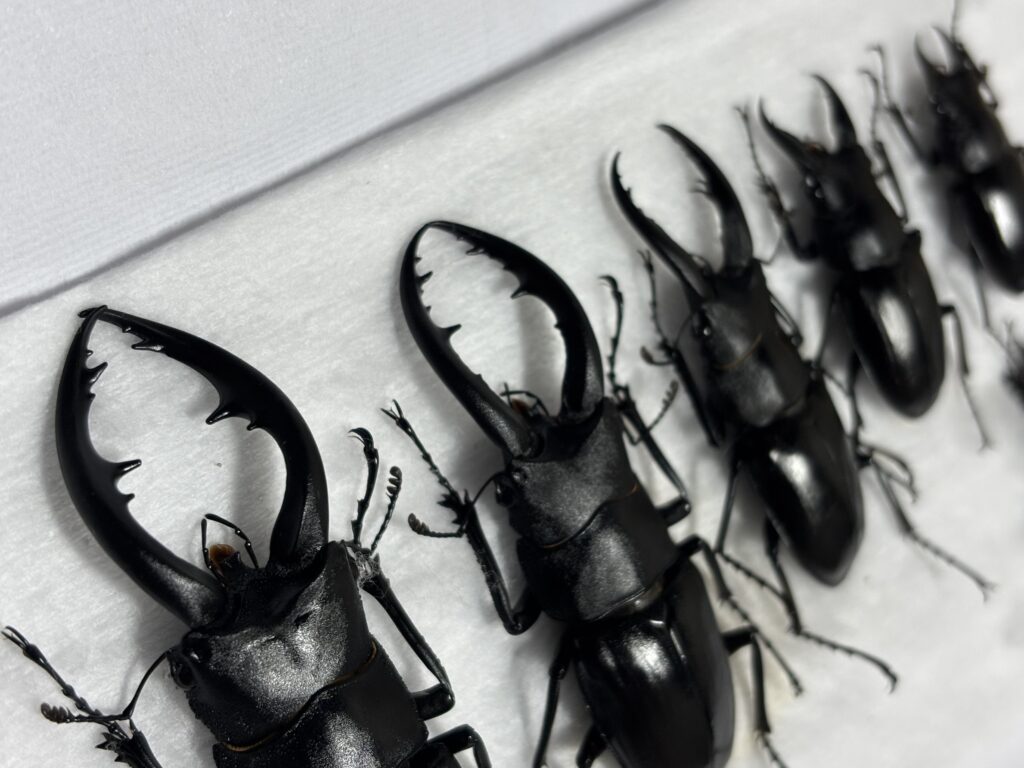 アマミノコギリクワガタ　♂比較