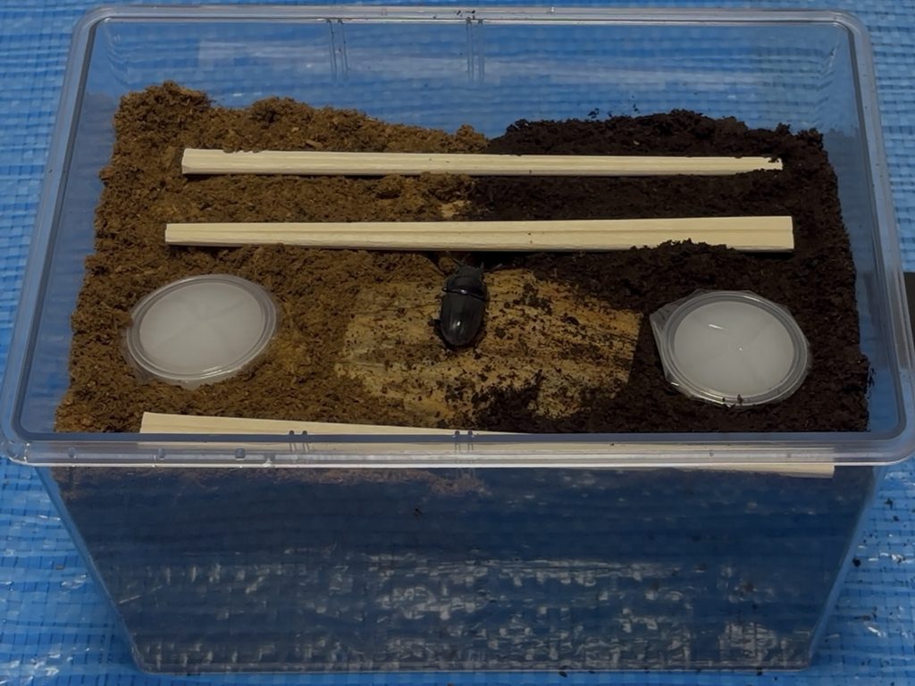 アマミヒラタの産卵セット完成