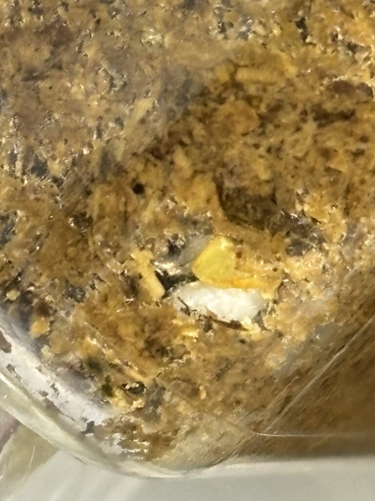 アマミノコギリ孵化確認