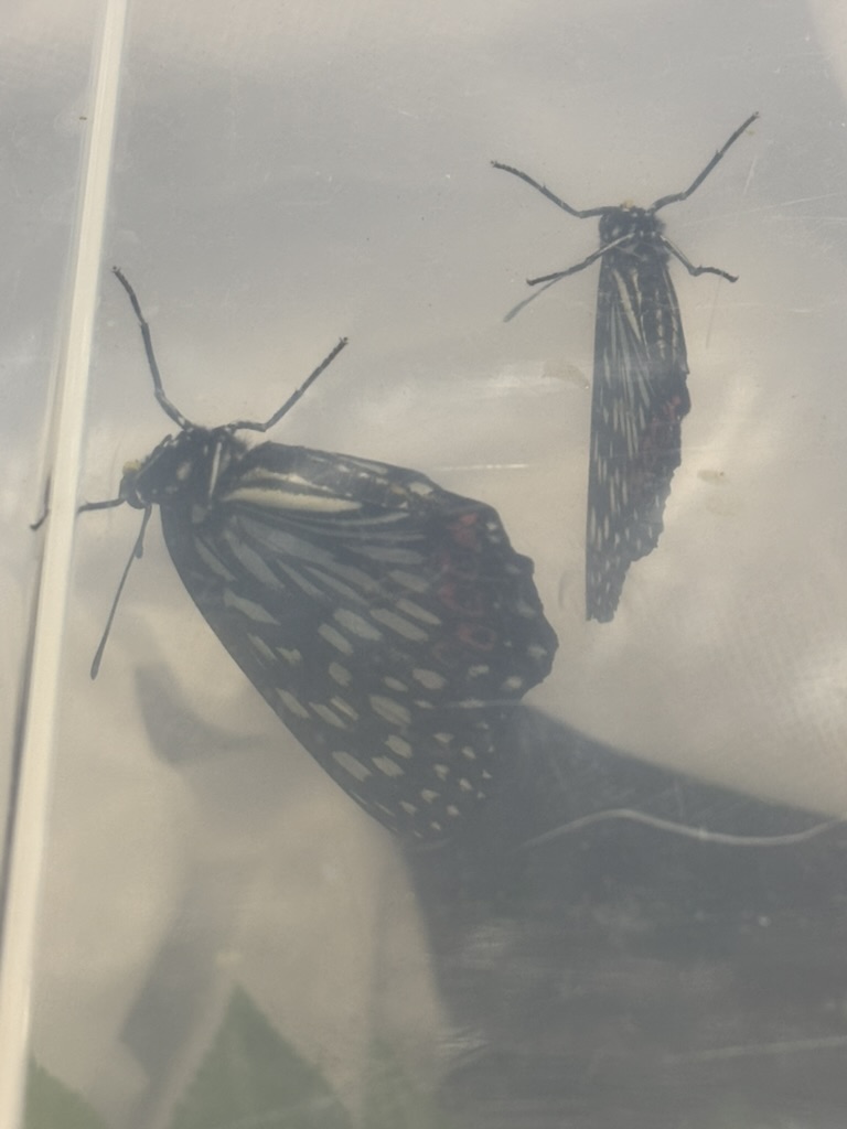 アカボシゴマダラ交尾？