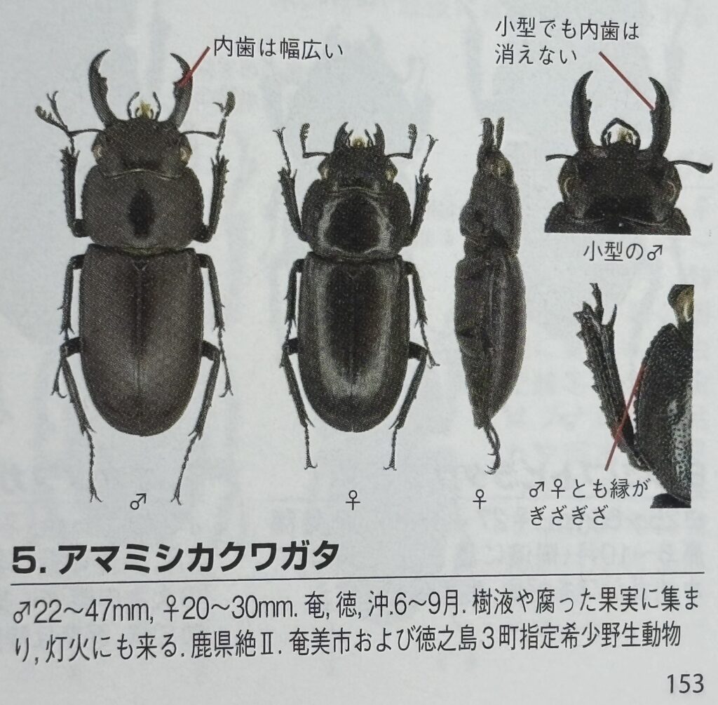 アマミシカクワガタ