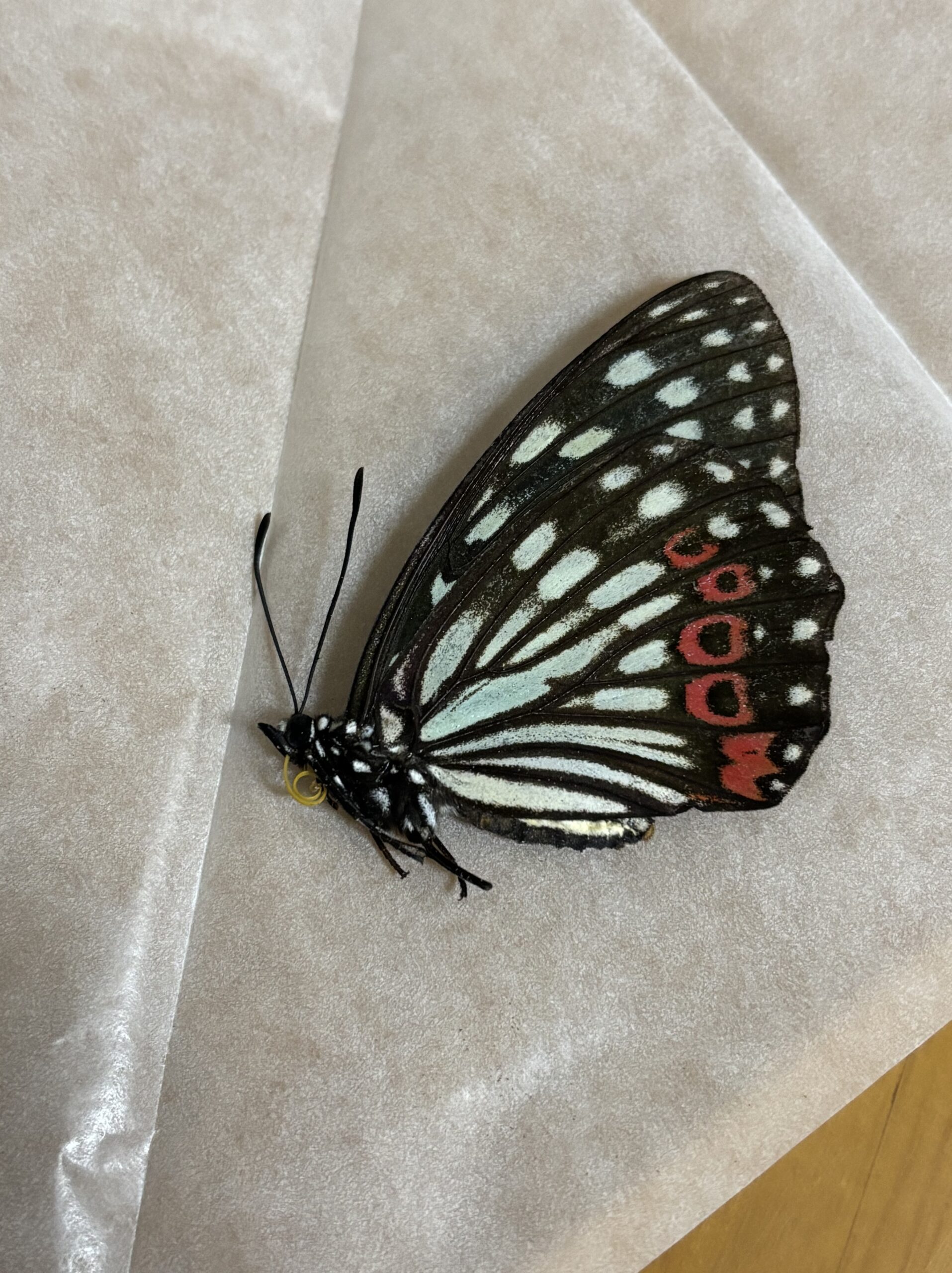 アカボシゴマダラ　三角紙標本