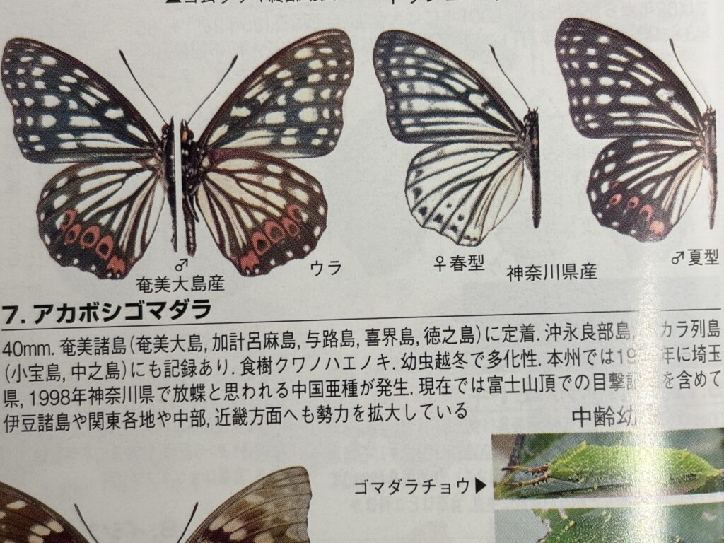 奄美亜種と外来種比較