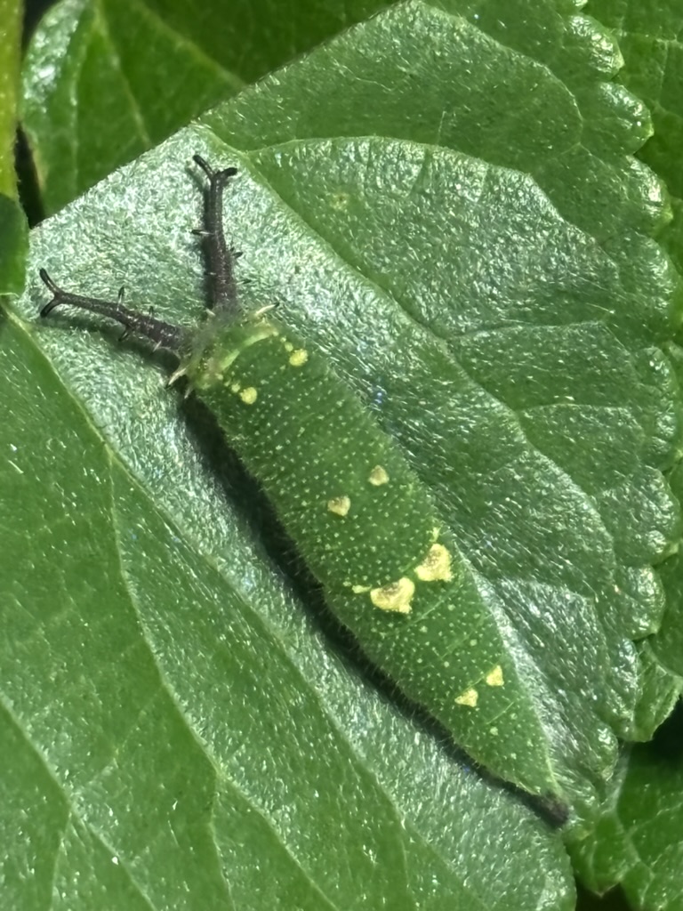 アカボシゴマダラ 4齢幼虫