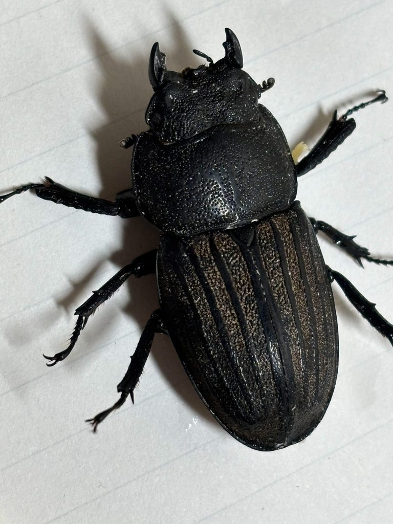 スジブトヒラタ♀