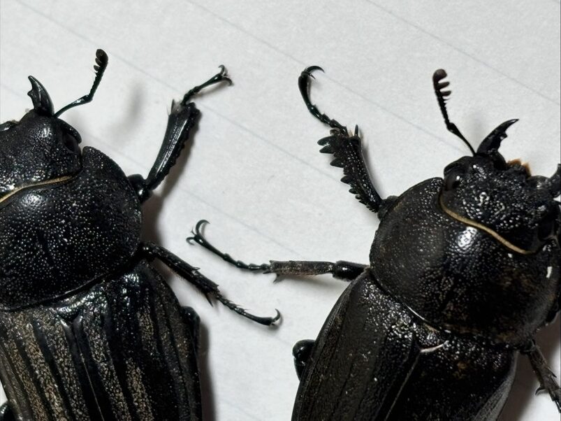 スジブトヒラタとアマミノコギリ