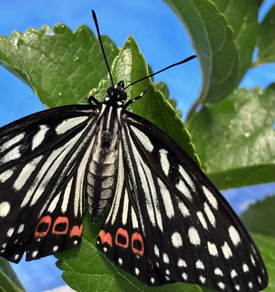 アカボシゴマダラ 成虫