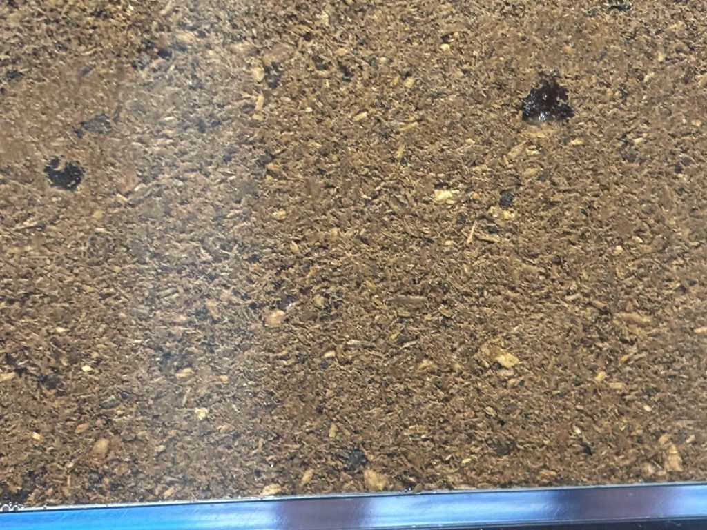 アマミノコギリ 空の卵座②