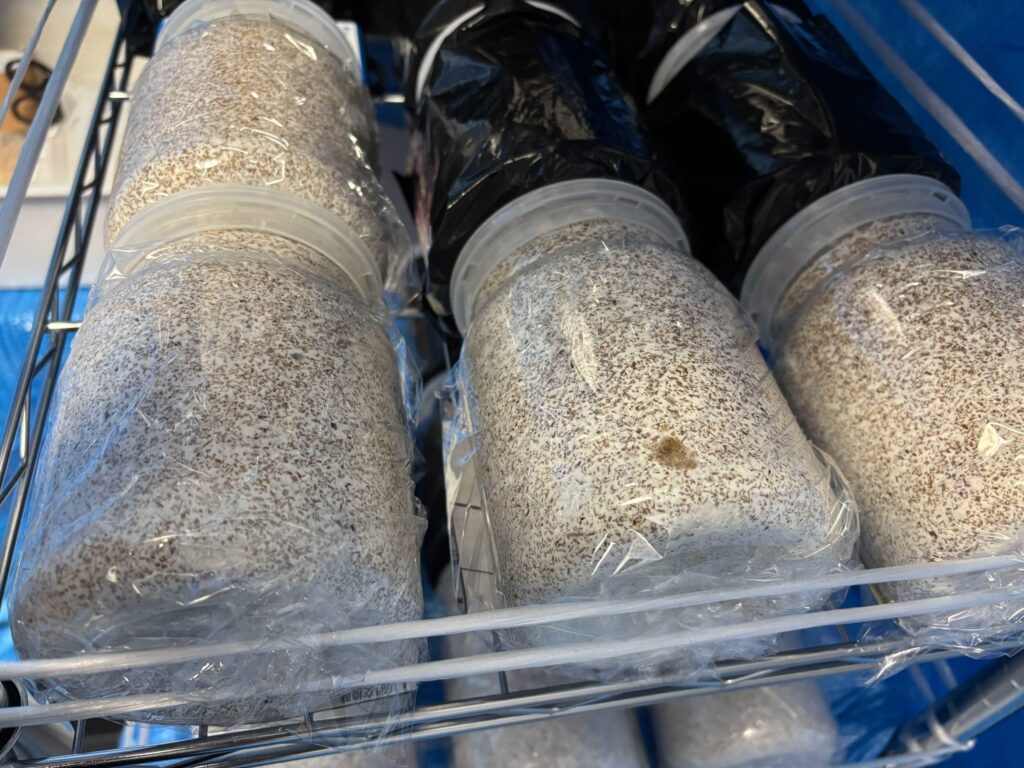 アマミノコギリ 食痕