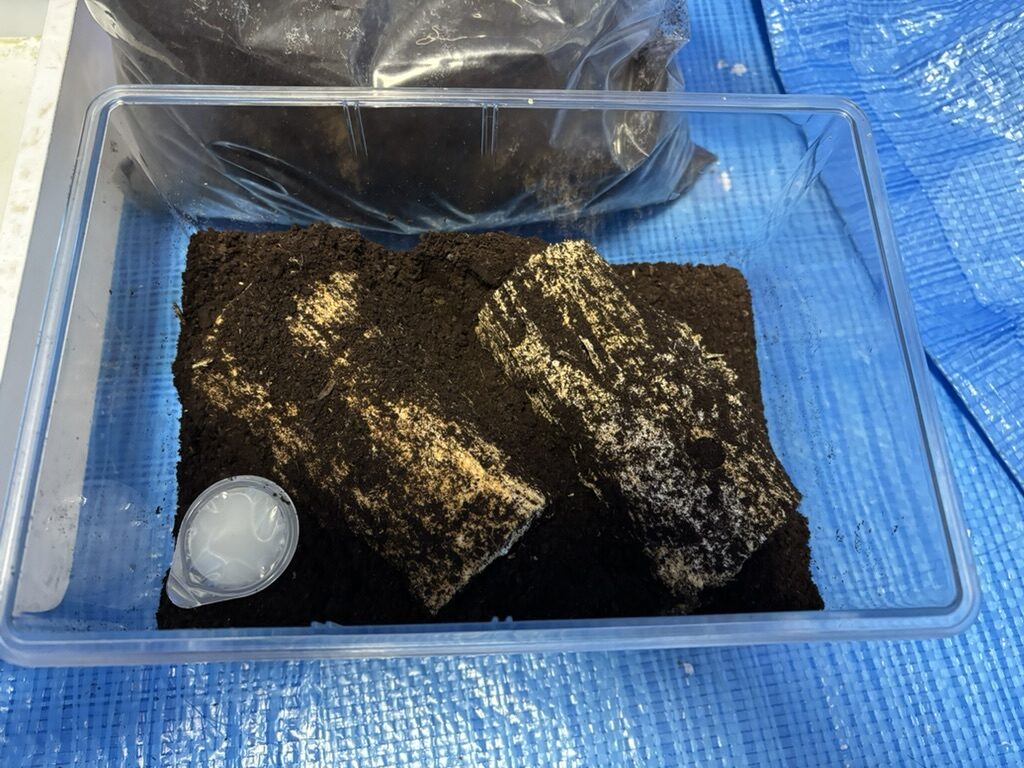 産卵セット完成