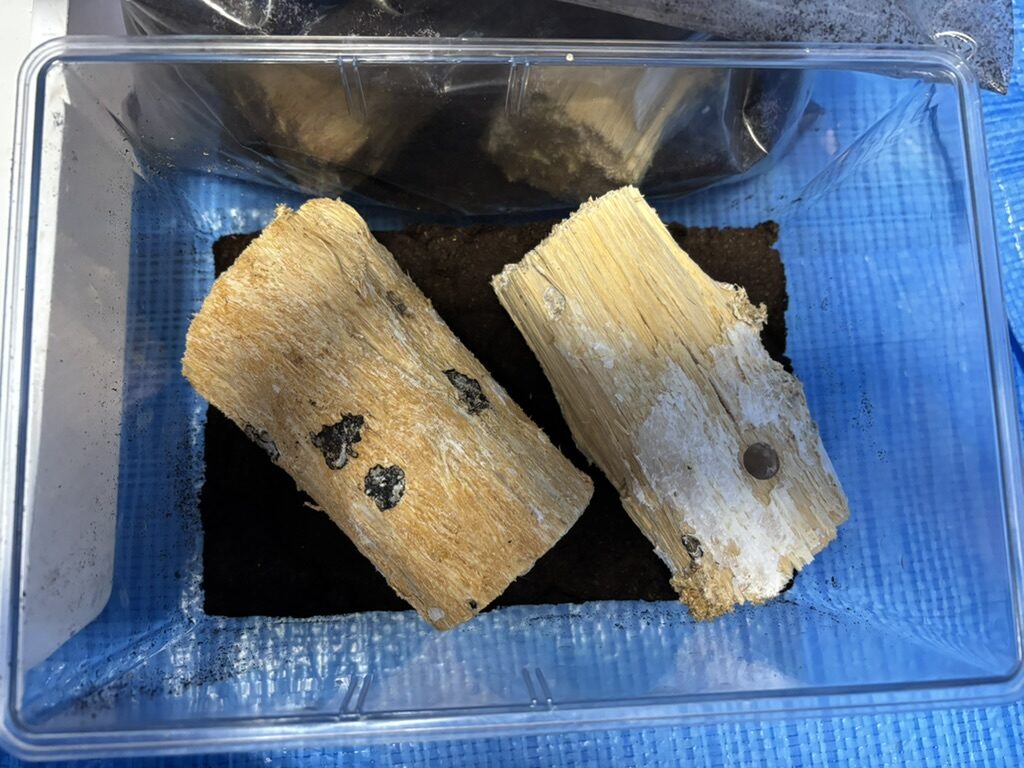 植菌カワラ材投入