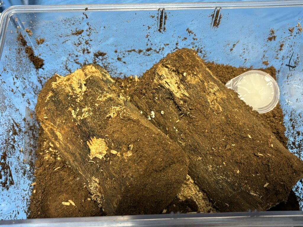 産卵材を齧る