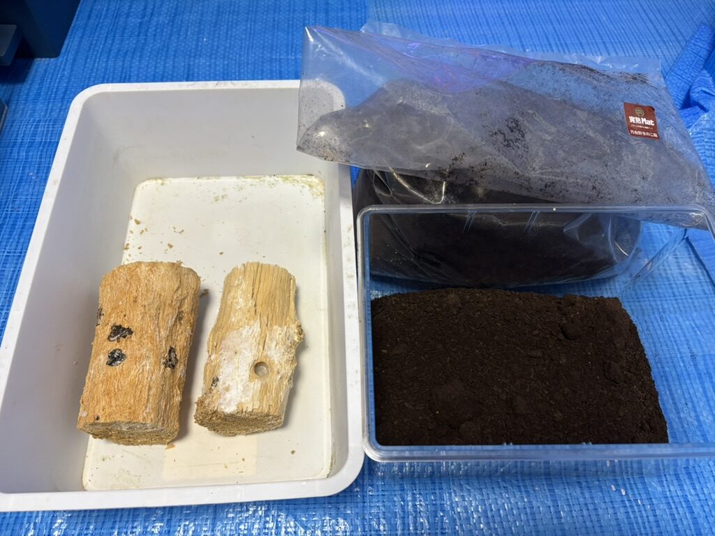 アマミコクワ 産卵セット準備