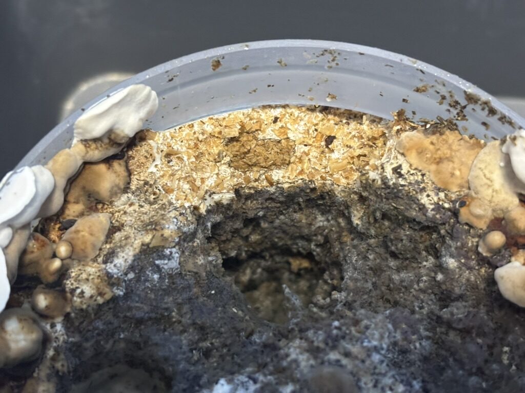 事故った食痕