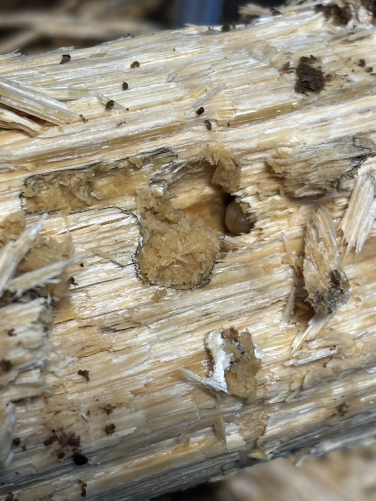 アマミヒラタ 幼虫の尻